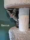 Baccus