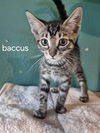 Baccus