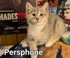 Persphone