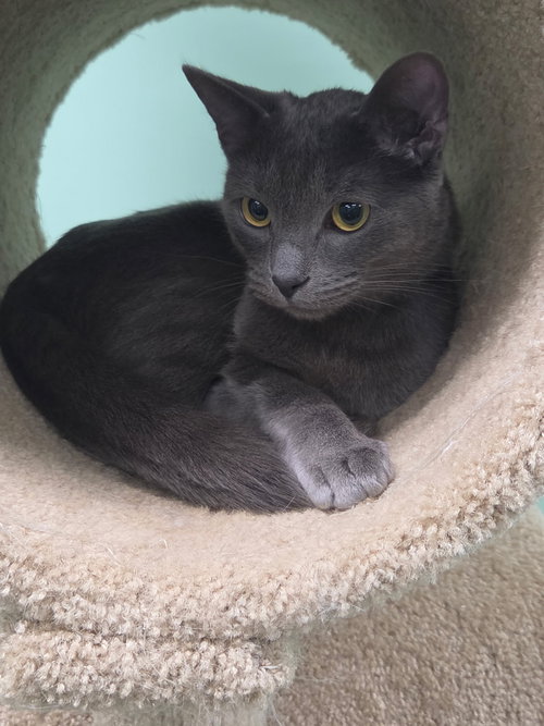 Hamilton, Adult Domestic Medium Hair / Mixed (medium coat), cat for adoption in Altamonte Springs, Florida