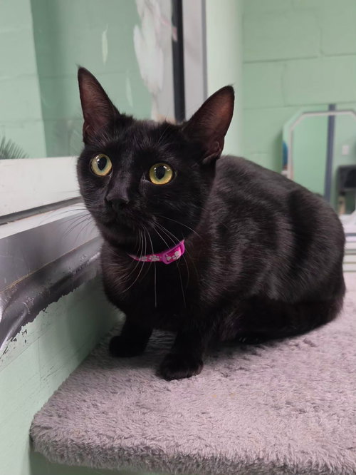 Lydia, Adult Domestic Short Hair / Mixed (short coat), cat for adoption in Altamonte Springs, Florida