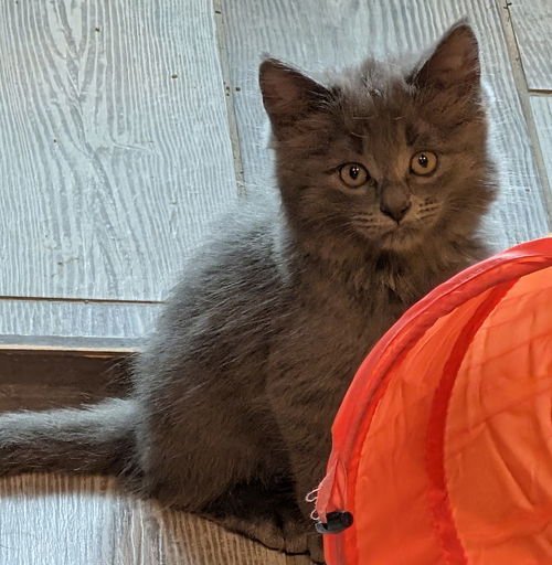 Emmitt