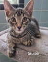Bruiser