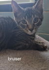 Bruiser