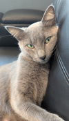Elphie