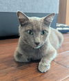 Elphie