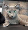 Elphie