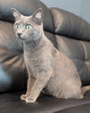 Elphie