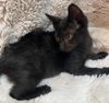 Binx