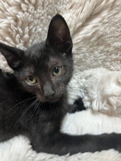 Binx