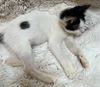 Bunny the Adorable Manx