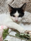Bunny the Adorable Manx