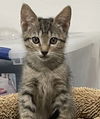 Arthur the Playful Kitten