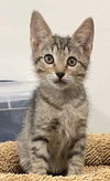 Arthur the Playful Kitten