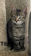 Tiberius