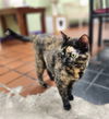 Macie Gracie the Gorgeous Tortie