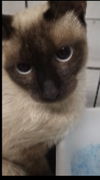 Petra the Chocolate Point Siamese