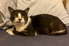 Bubba Buttons