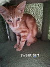 Sweet Tart