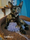 Cadbury