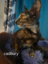 Cadbury