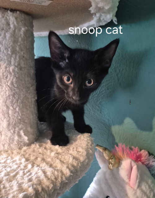 Snoop Cat