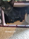 Snoop Cat