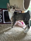 Furrgie