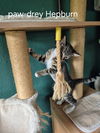 Paw-drey Hepburn