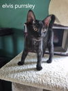 Elvis Purrsley