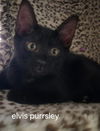 Elvis Purrsley