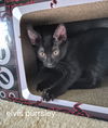 Elvis Purrsley