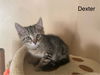 Dexter