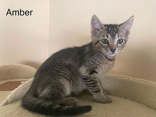 Amber