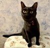 Chanty