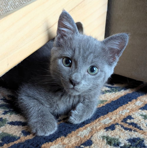 Glinda