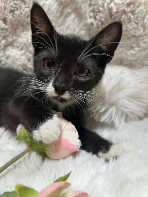 Mia