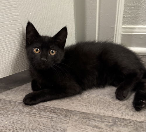 Mowgli