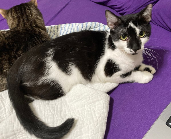 Oreo