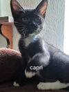 Capri
