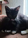 Capri
