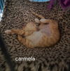 Carmela