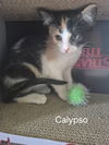 Calypso