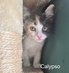 Calypso