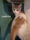 Cadenza