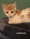 Cadenza