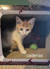 Cadenza