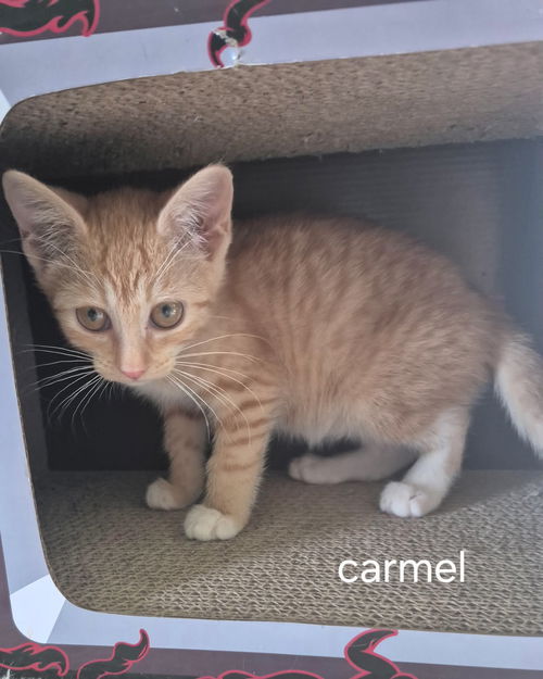 Carmel