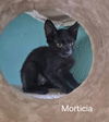 Morticia
