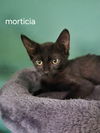 Morticia
